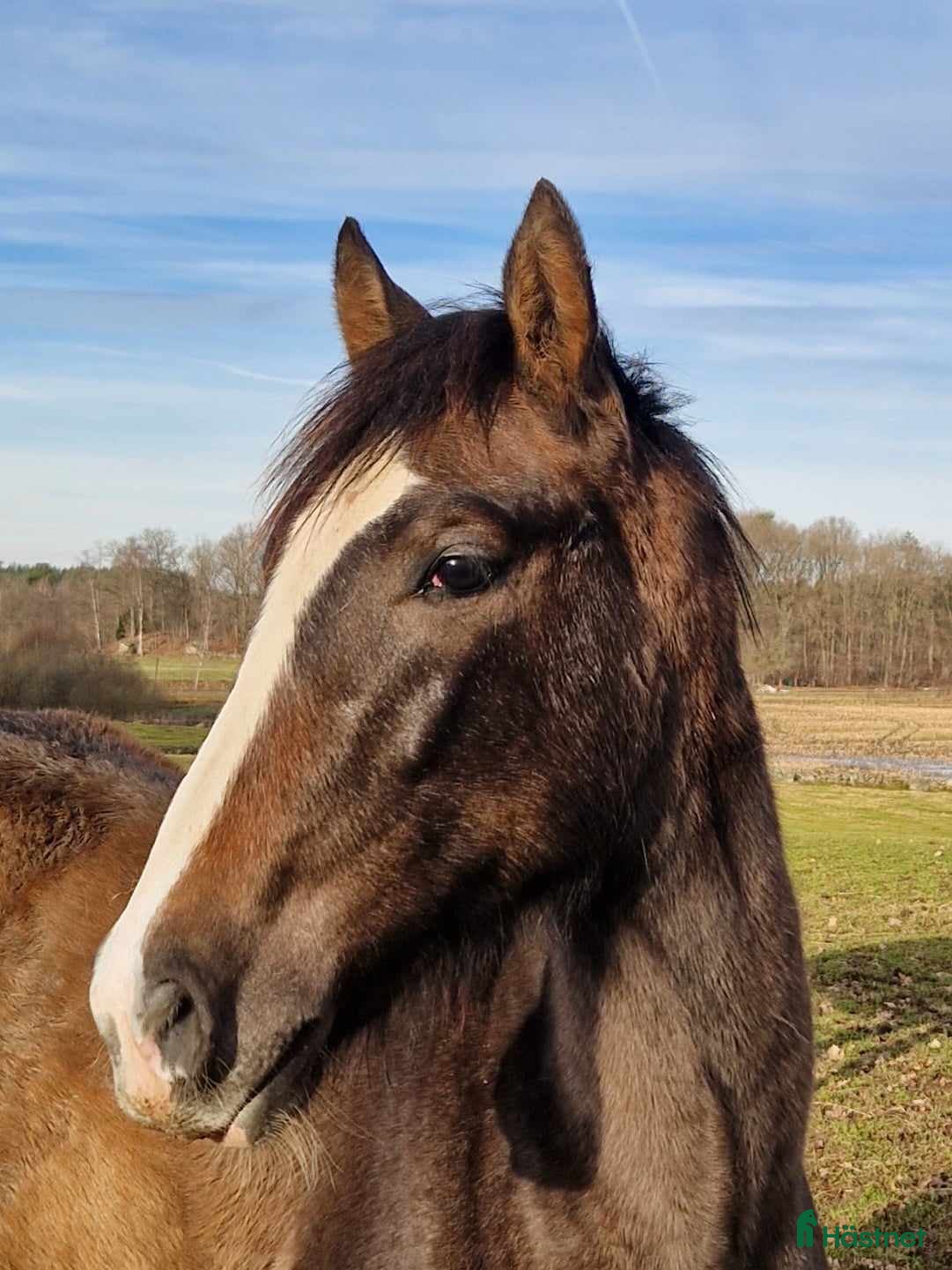  hästar PRE valack 3 år - Annons 1