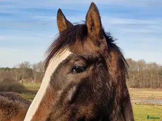 hästar PRE valack 3 år - Annons 1