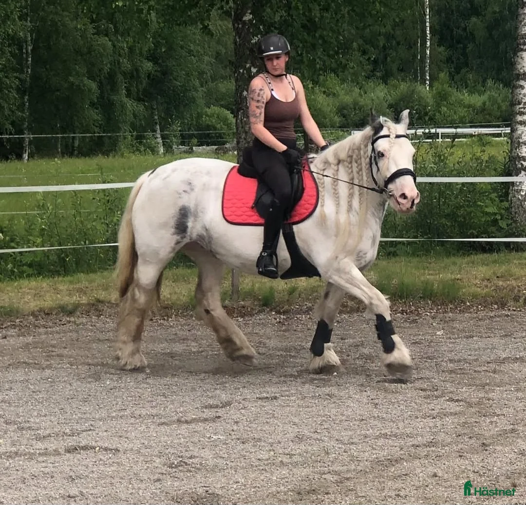 Allround hästar till salu: Världens bästa Esther  - Annons 3