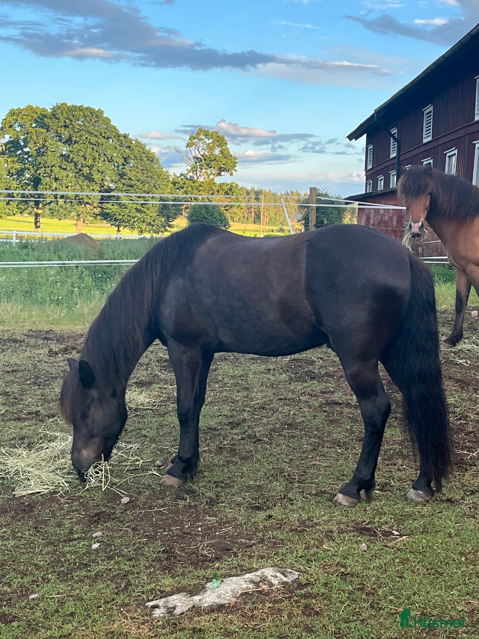  foderhäst Trygg och stabil foder/medryttarhäst - Annons 1
