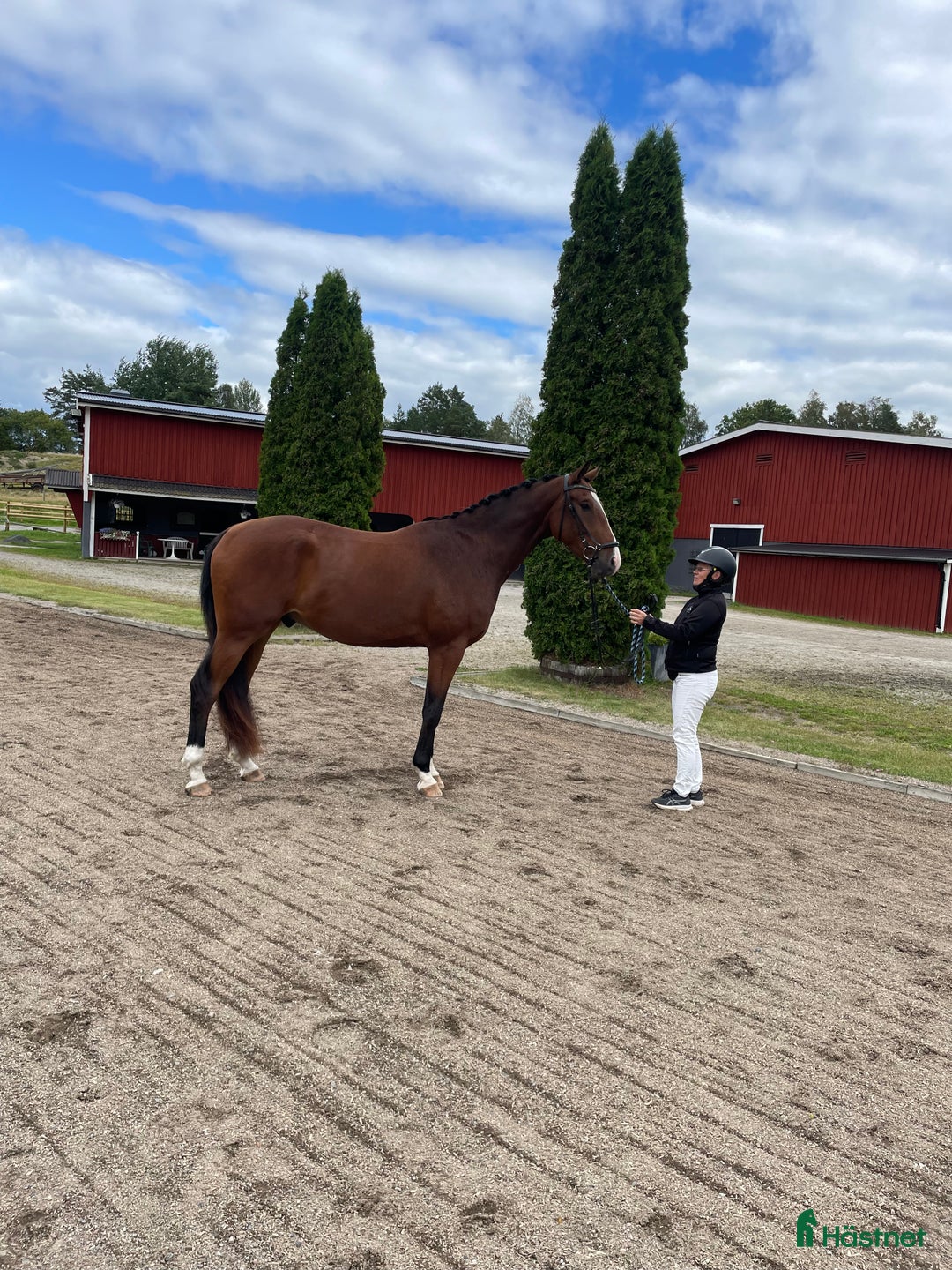 Dressyr hästar till salu: Dressyrhäst för framtiden  i Mariefred - Annons 2
