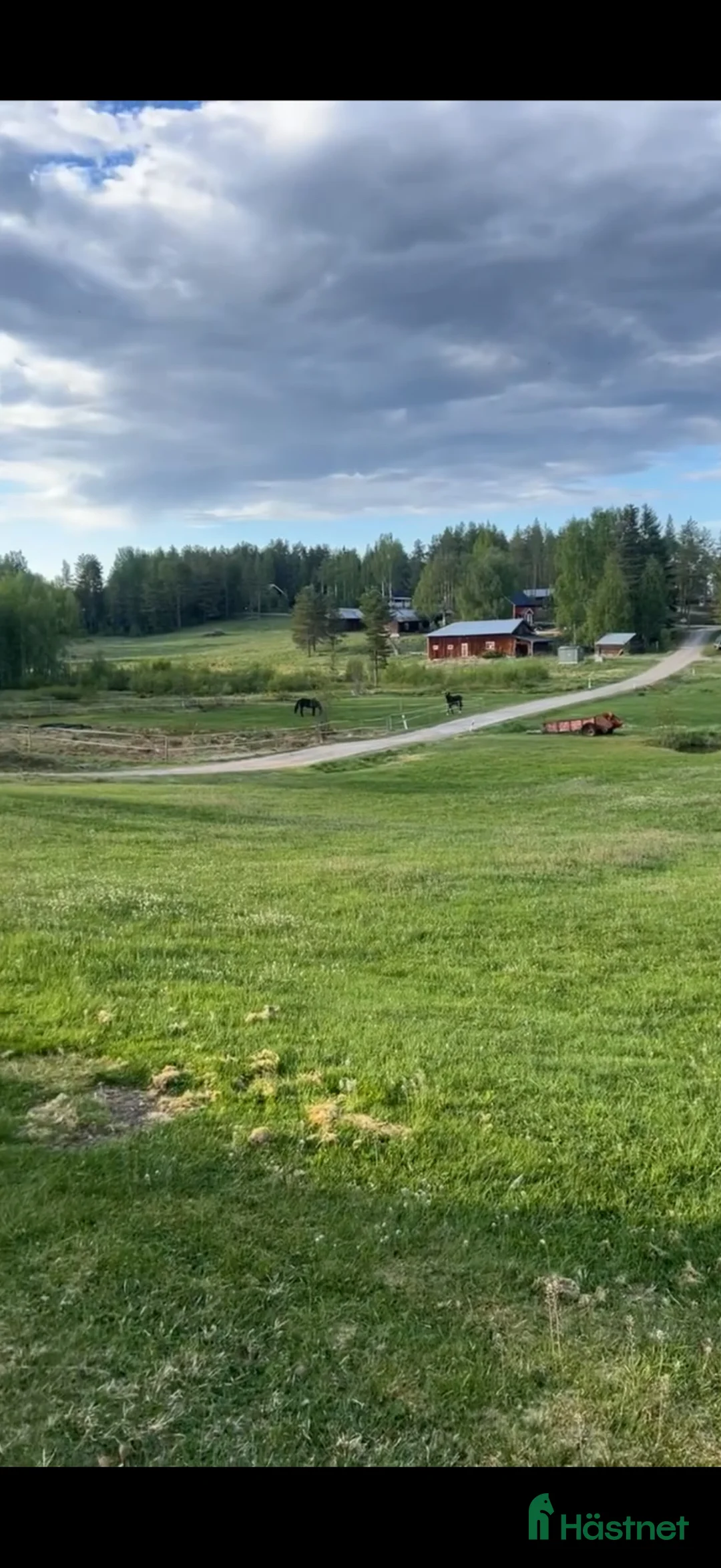 Allround hästar sökes: Sällskapshäst sökes - Annons 3
