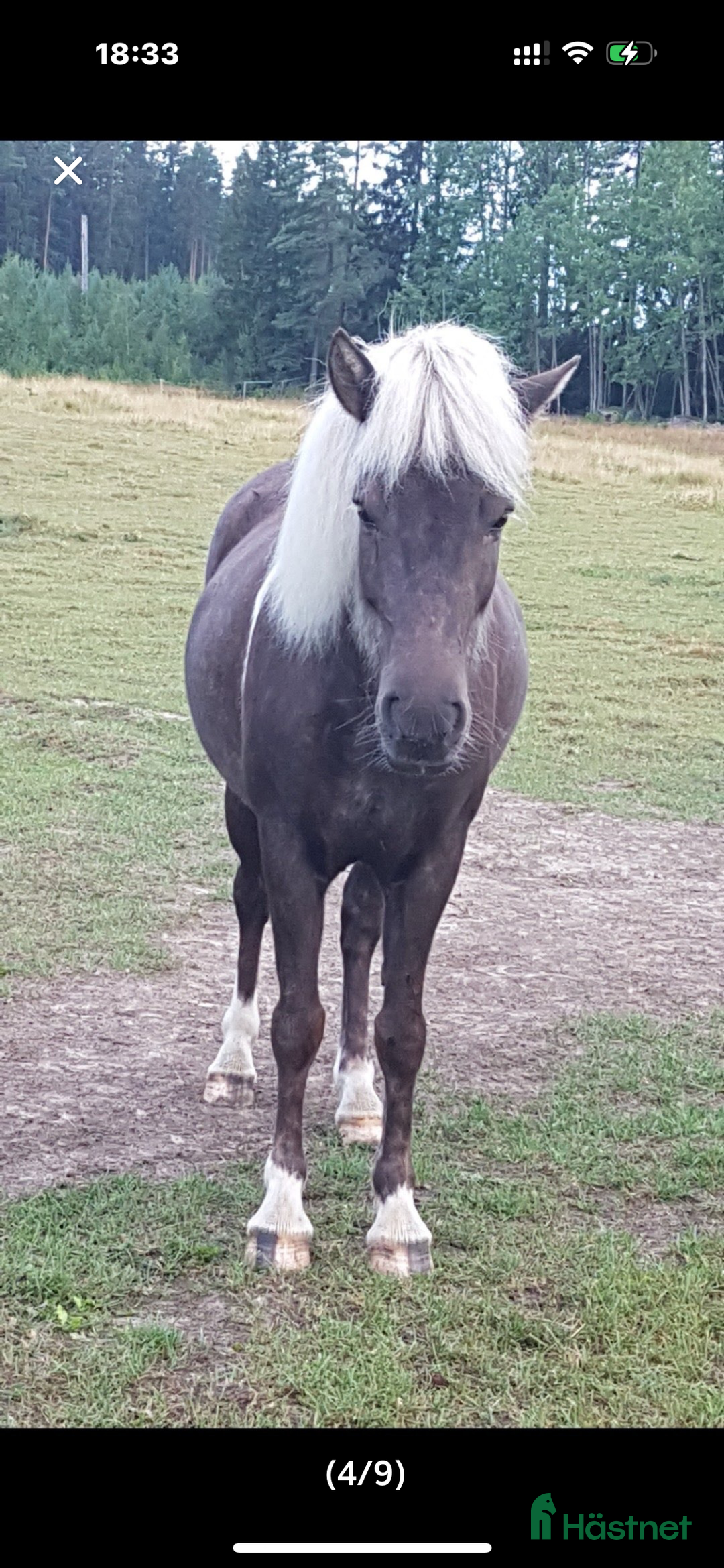 Island hästar till salu: Två Islandshästar foder /säljes i Ärla - Annons 6