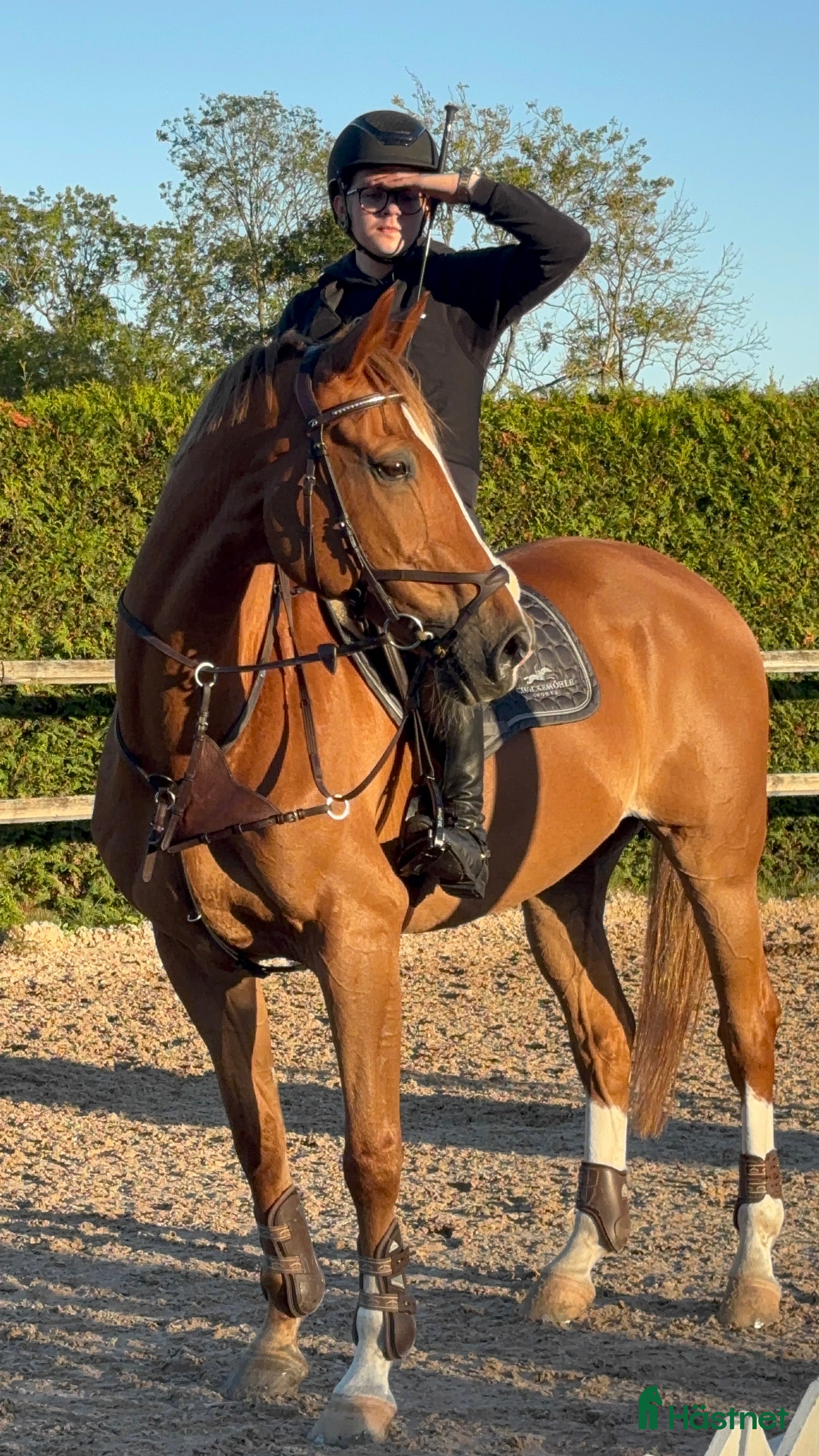  hästar Meriterad valack med psyke som få i Värmdö - Annons 17