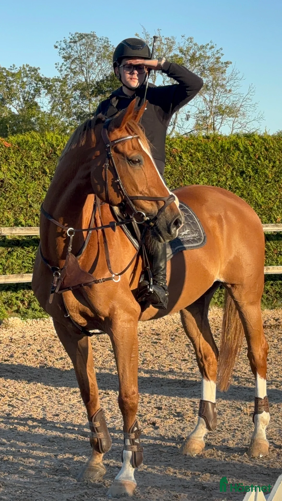 Hoppning hästar till salu: Meriterad valack med psyke som få - Annons 1