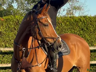 hästar Meriterad valack med psyke som få - Annons 16