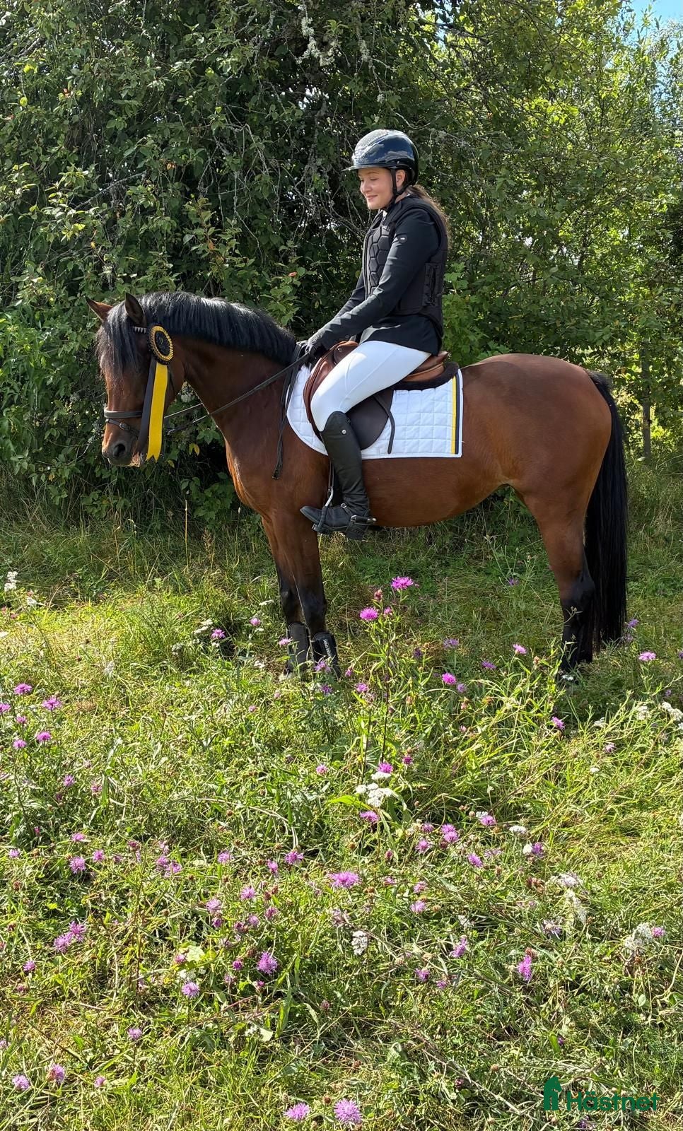  hästar Guldponny - Annons 12