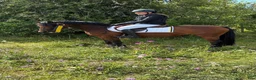Hoppning hästar till salu: Guldponny - Annons 1