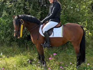 hästar Guldponny - Annons 12