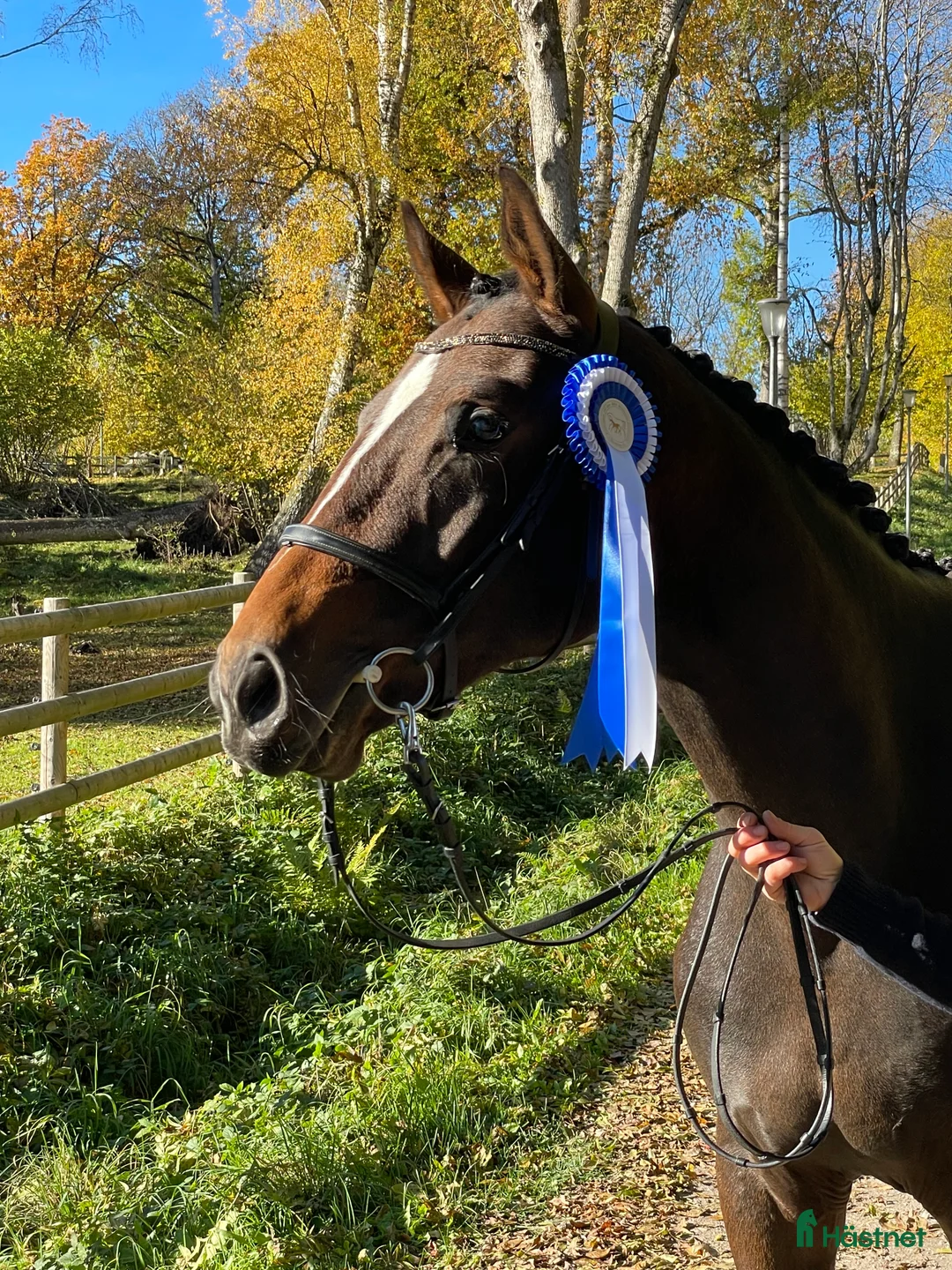 Dressyr hästar till salu: Framtida träning- & tävlingshäst!  - Annons 1