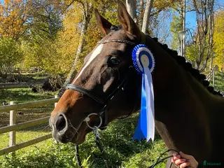 hästar Framtida träning- & tävlingshäst! - Annons 2