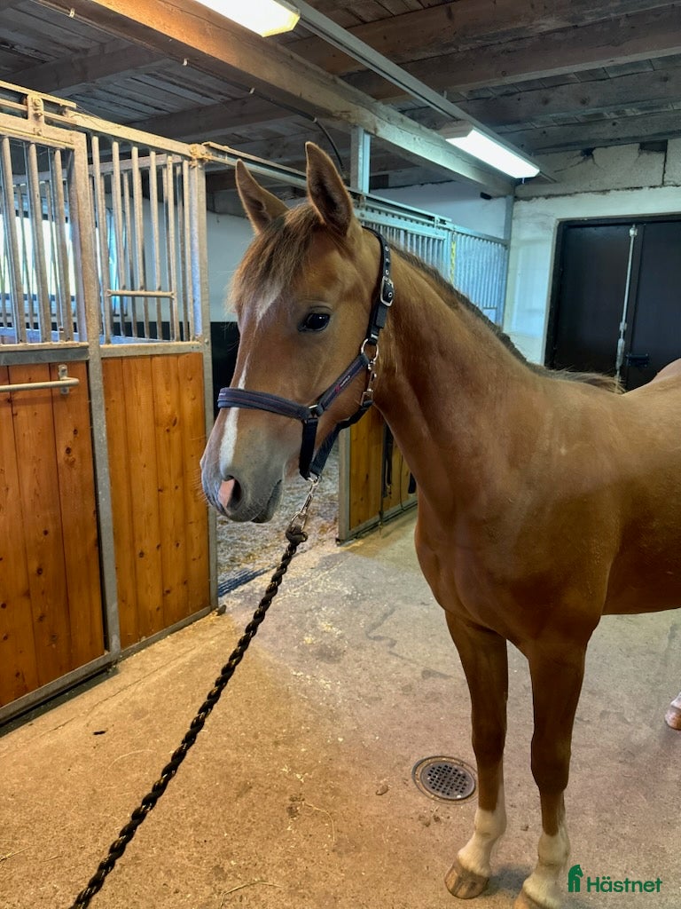 Allround hästar till salu: Welsh partbred - Annons 1