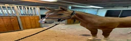 Allround hästar till salu: Welsh partbred - Annons 1