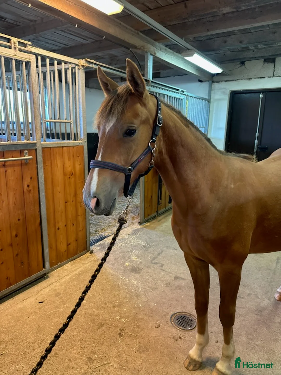 Allround hästar till salu: Welsh partbred - Annons 1