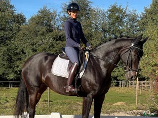 hästar Dressyrsto med potential för Grand Prix i Linköping - Annons 4