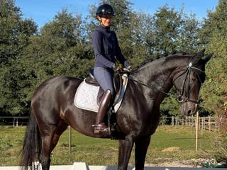 hästar Dressyrsto med potential för Grand Prix i Linköping - Annons 14