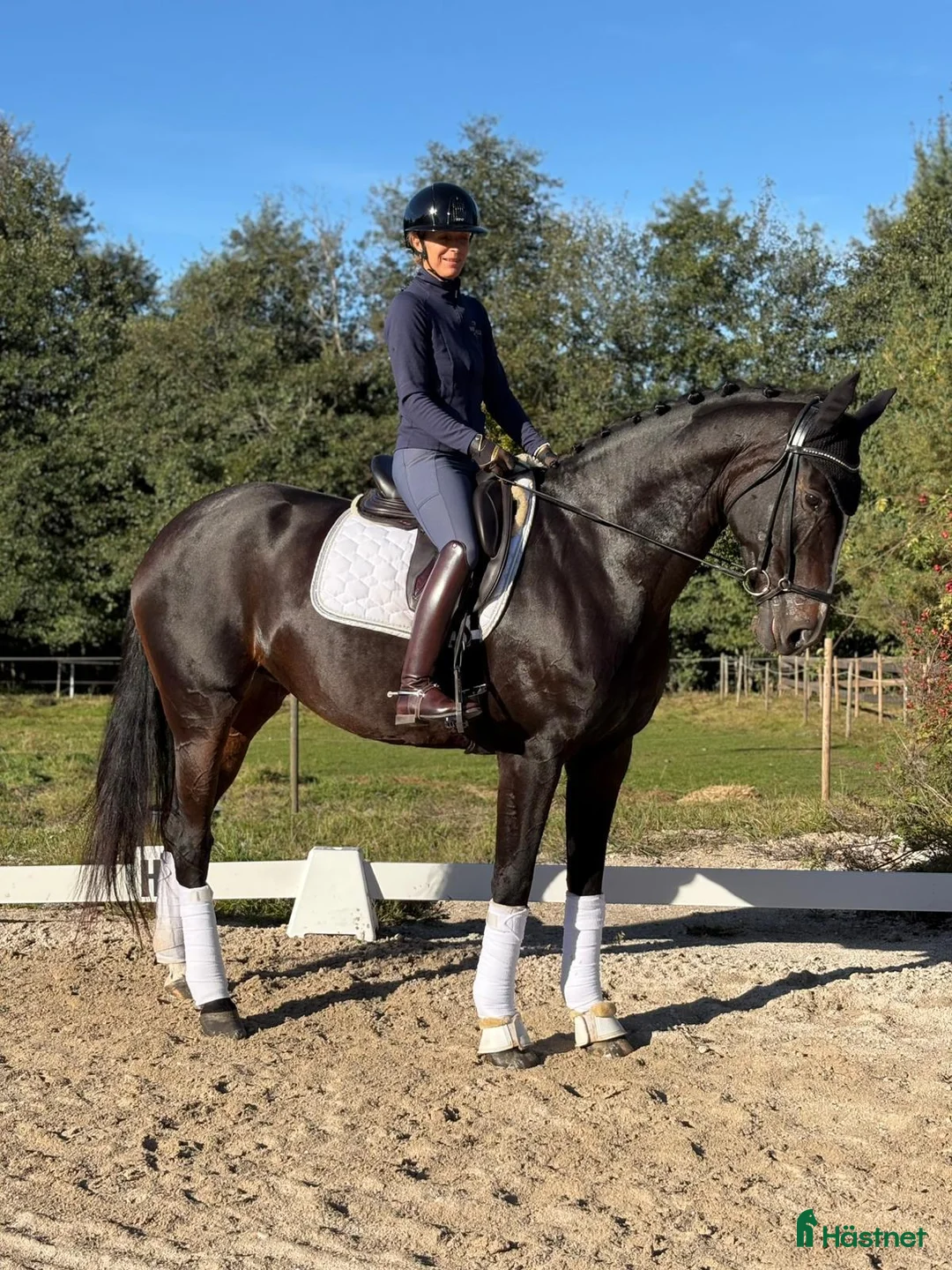 Dressyr hästar till salu: Dressyrsto med potential för Grand Prix i Linköping - Annons 1