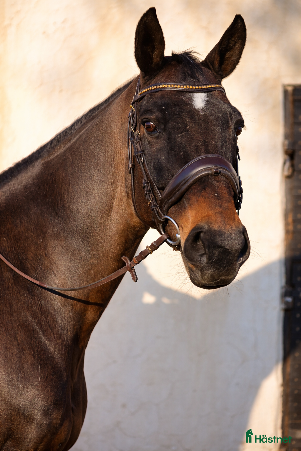  hästar Lyxig hobbyhäst eller avel - Annons 1