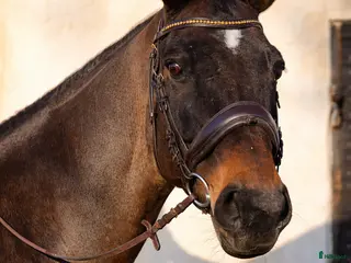 Hoppning hästar till salu: Lyxig hobbyhäst eller avel - Annons 1