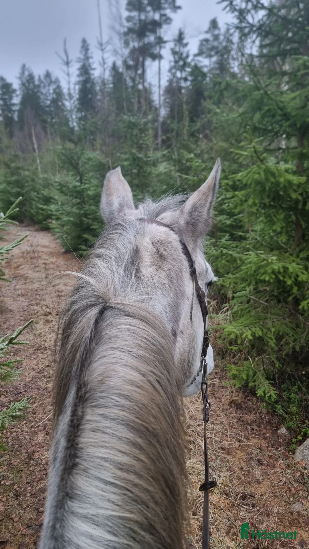 Dressyr hästar till salu: Mycket snäll och lovande valack - Annons 4