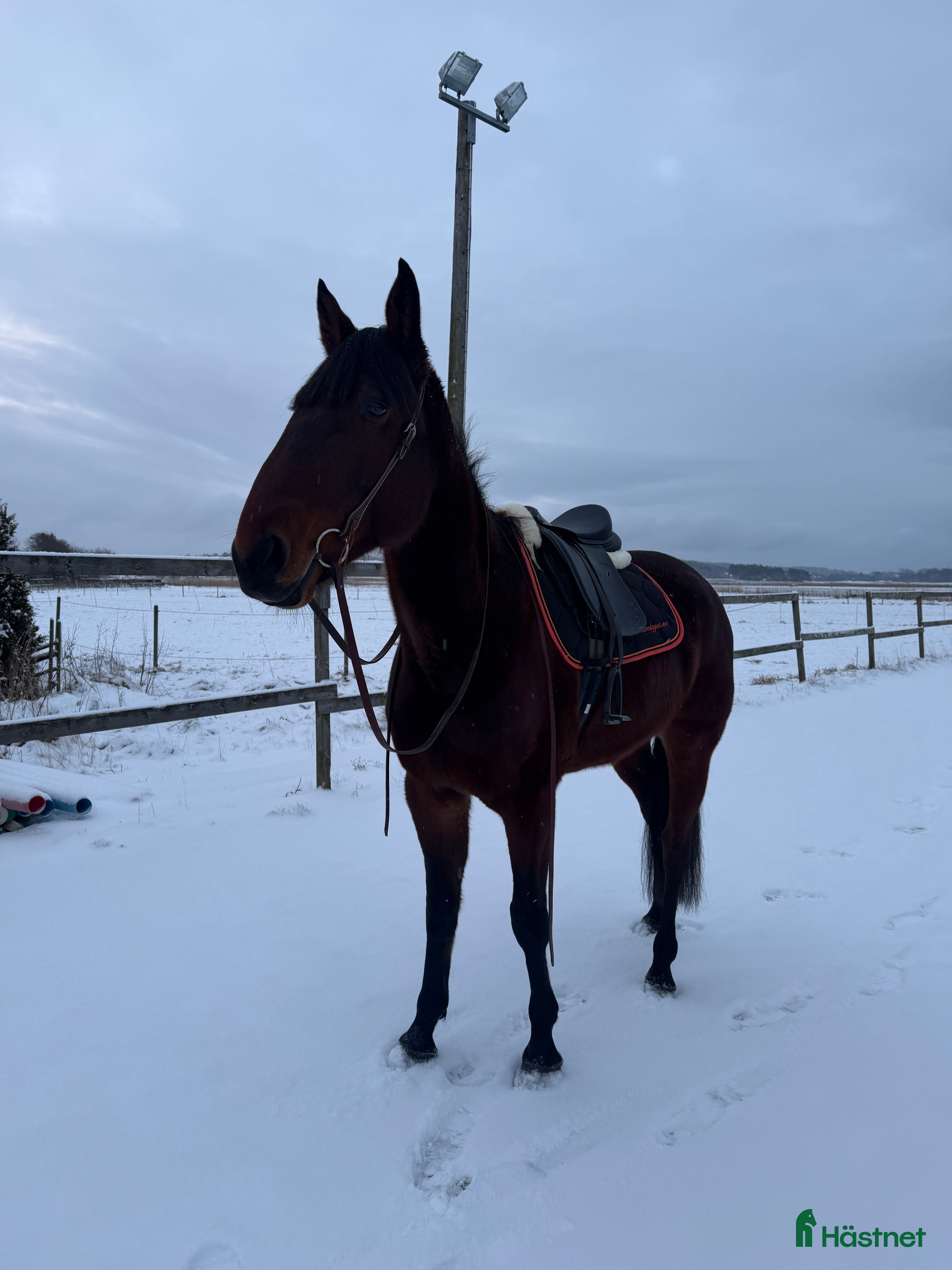  hästar Valack med stor potential - Annons 10