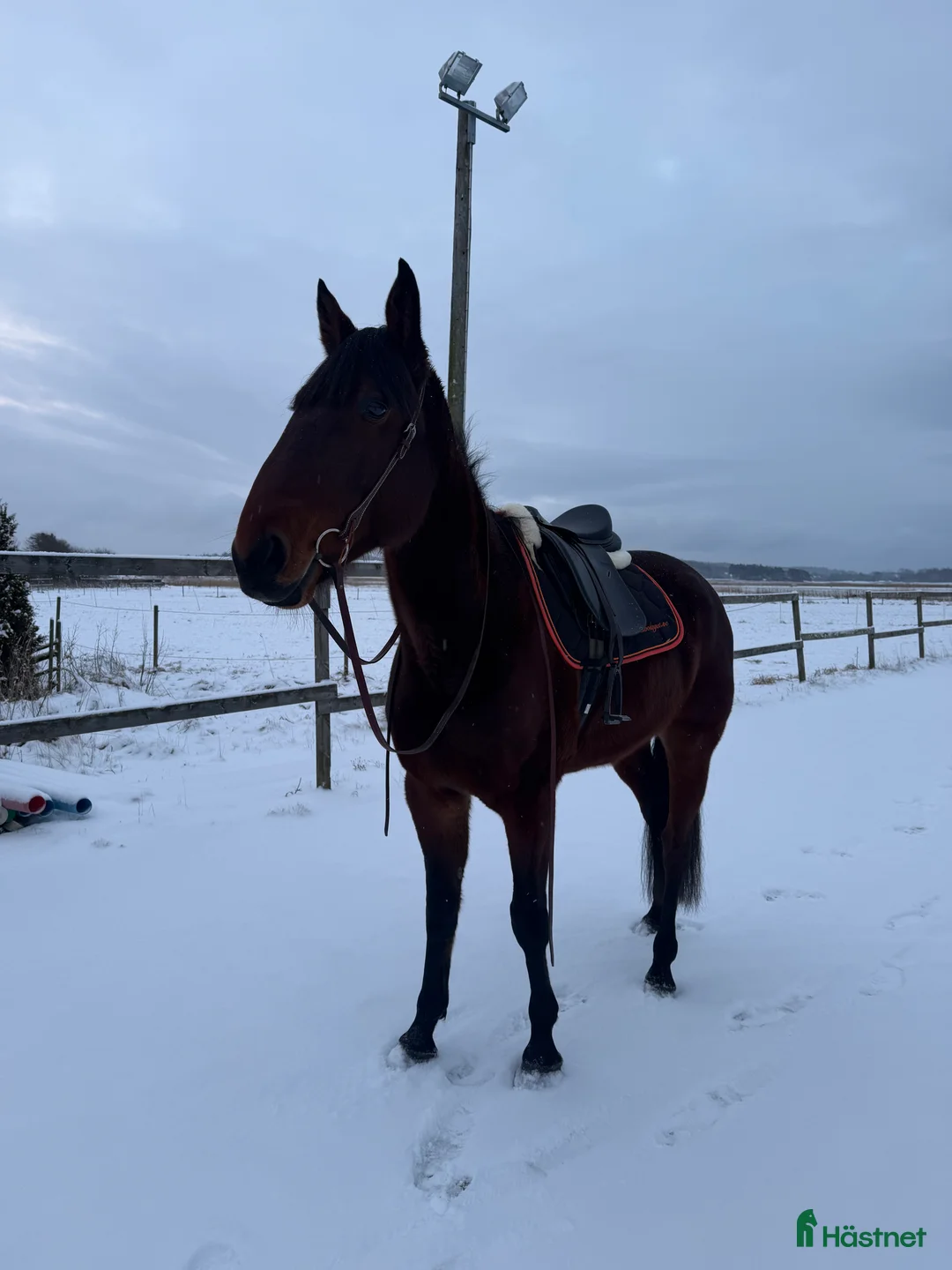 Allround hästar till salu: Valack med stor potential - Annons 1