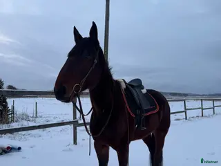 hästar Valack med stor potential - Annons 1