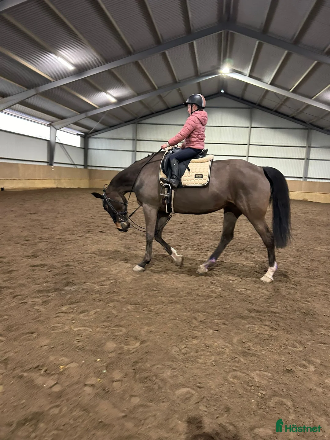 Fälttävlan hästar till salu: Min stjärna  - Annons 16