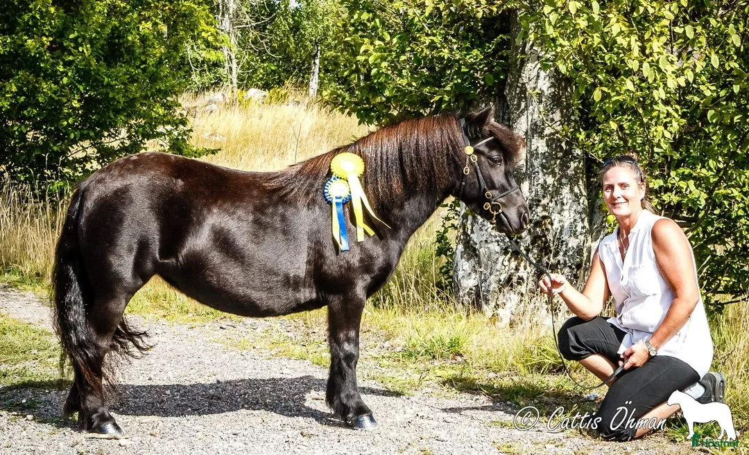 Allround hästar till salu: Sto med gedigen stam - Annons 2