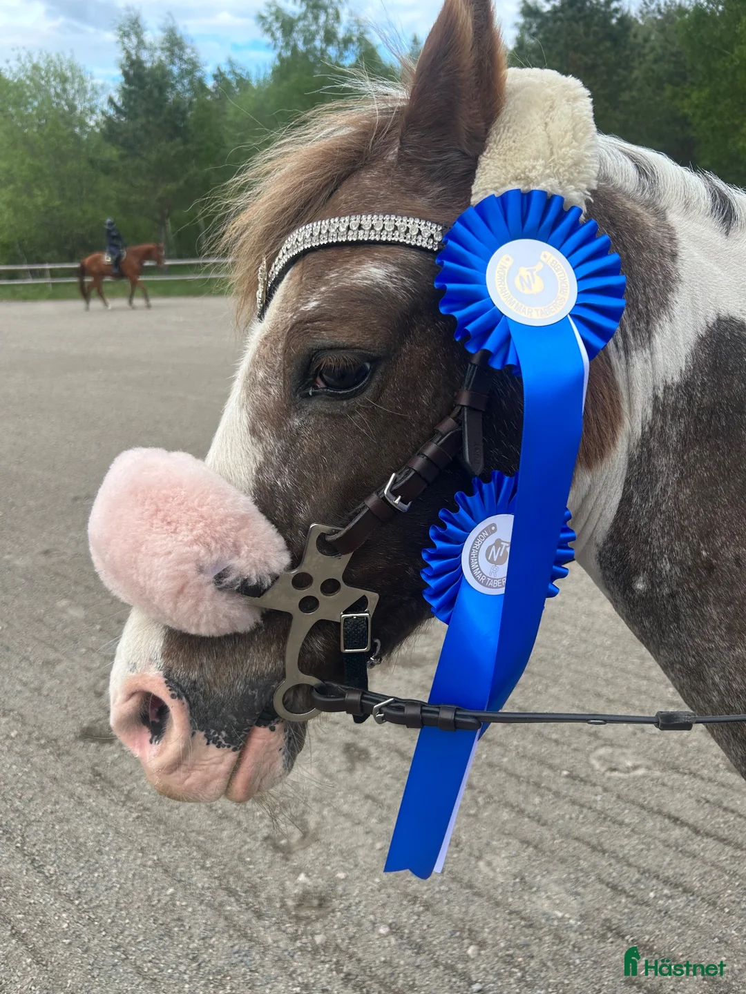 Allround hästar till salu: Underbar B ponny 💕 - Annons 2