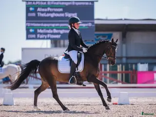 hästar SM-ponny och bästa vän i Sölvesborg - Annons 3
