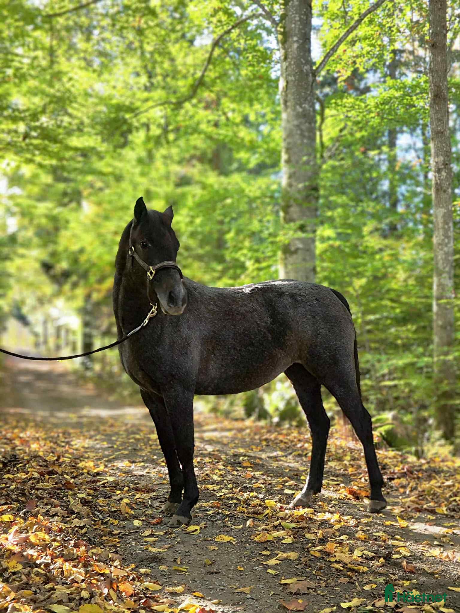  hästar Talangfull ungponny med X-faktor i Emmaboda - Annons 12