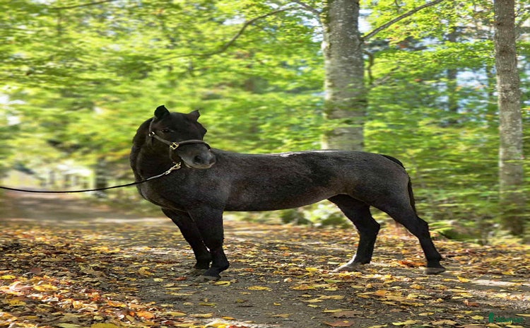  hästar i Emmaboda - Annons 4