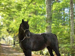 hästar Talangfull ungponny med X-faktor i Emmaboda - Annons 16