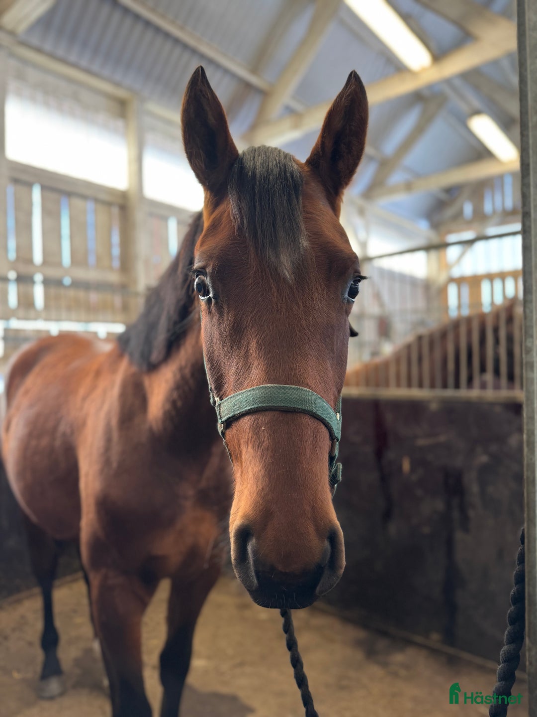 Hoppning hästar till salu: Valack till salu!  i Kyrkhult - Annons 3