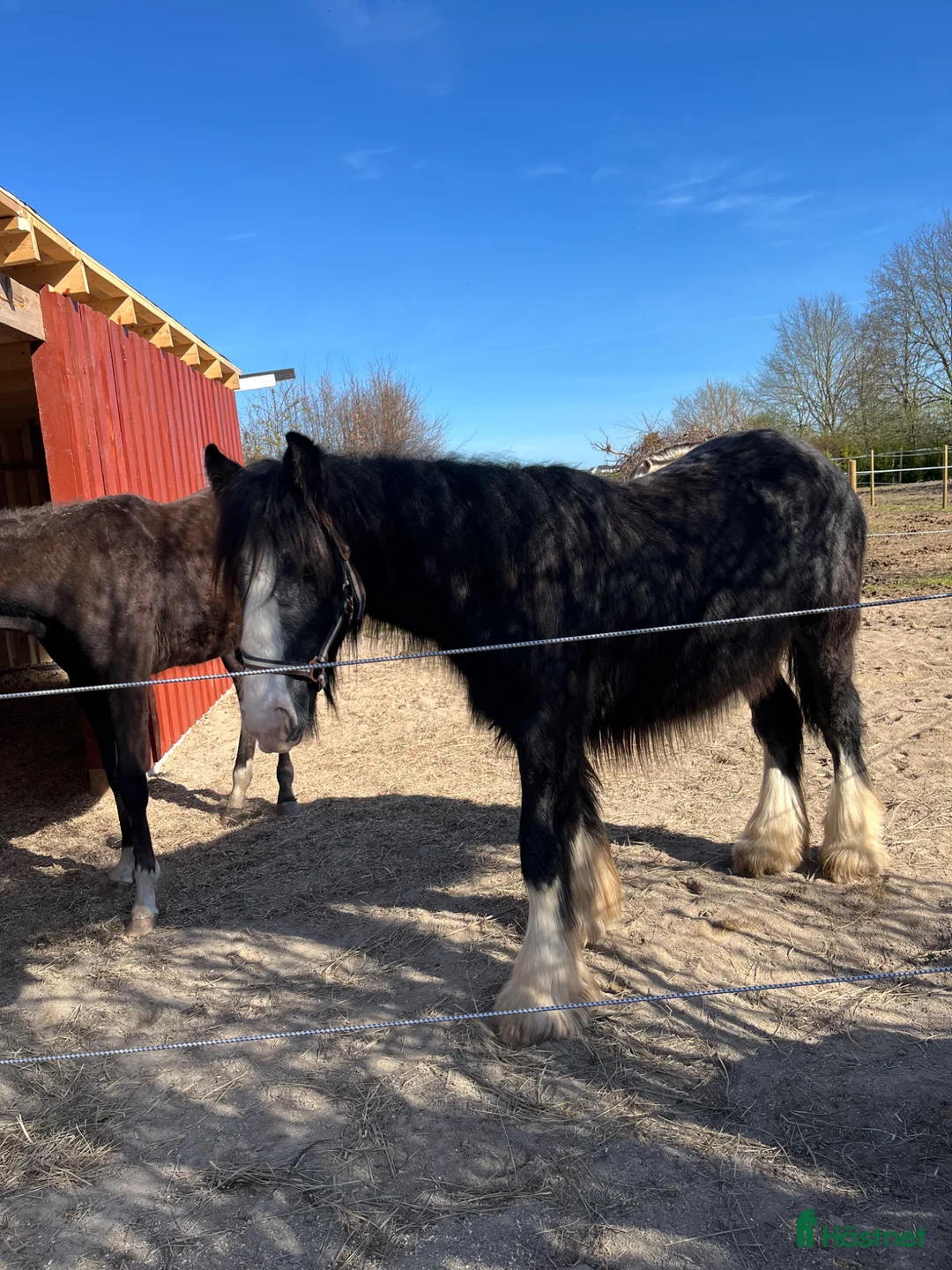Allround hästar till salu: Tinker hingste plag  - Annons 2