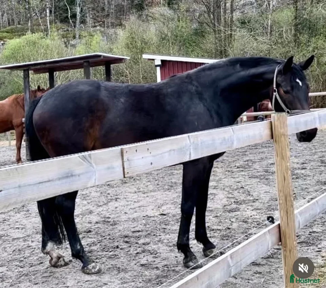 Dressyr hästar till salu: Välstammat och vackert sto under utbildning - Annons 2