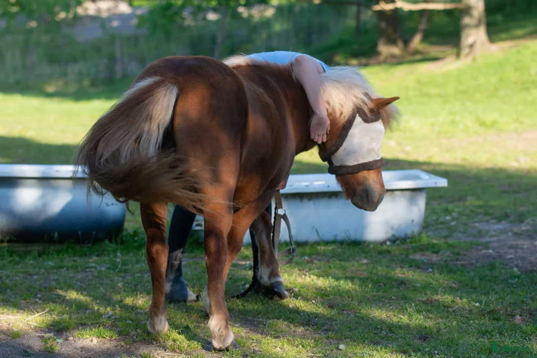 Allround hästar till salu: Shettis med stor karisma!  - Annons 4