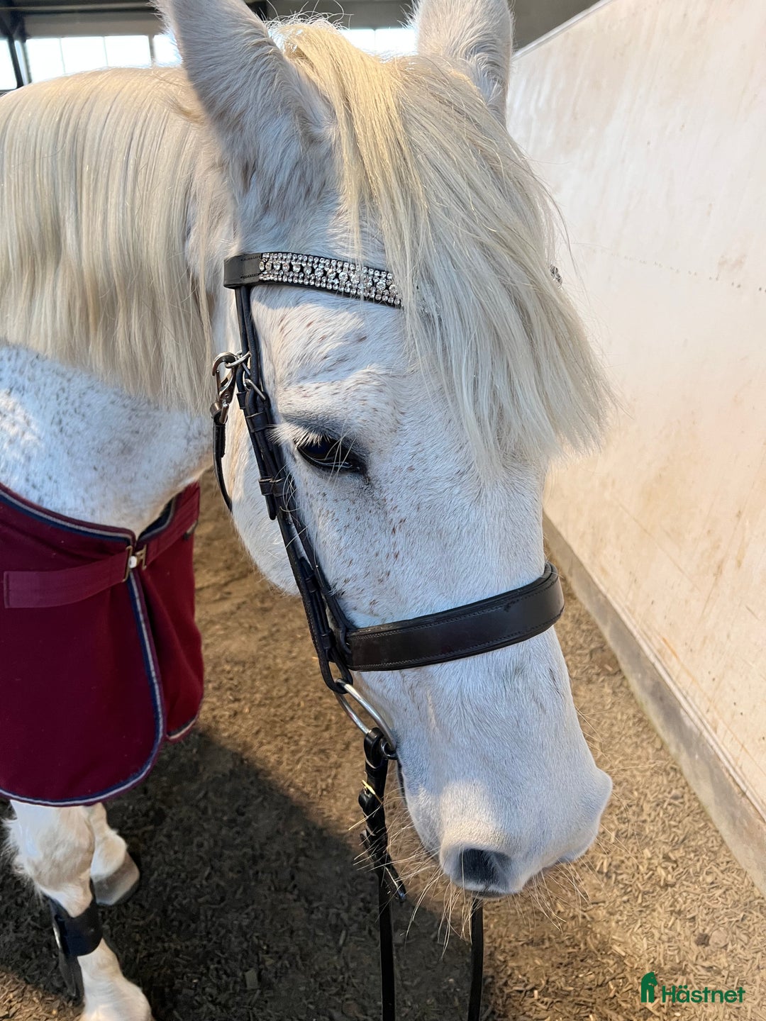 Sällskap hästar till salu: Sällskapsponny  i Götene - Annons 3