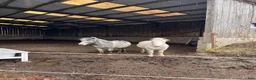  stallplats finnes: Lösdriftsplats för två valacker i Lindome - Annons 2