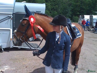 medryttarhäst sökes: 📍HELSINGBORG - Söker häst/ponny i Helsingborg - Annons 5