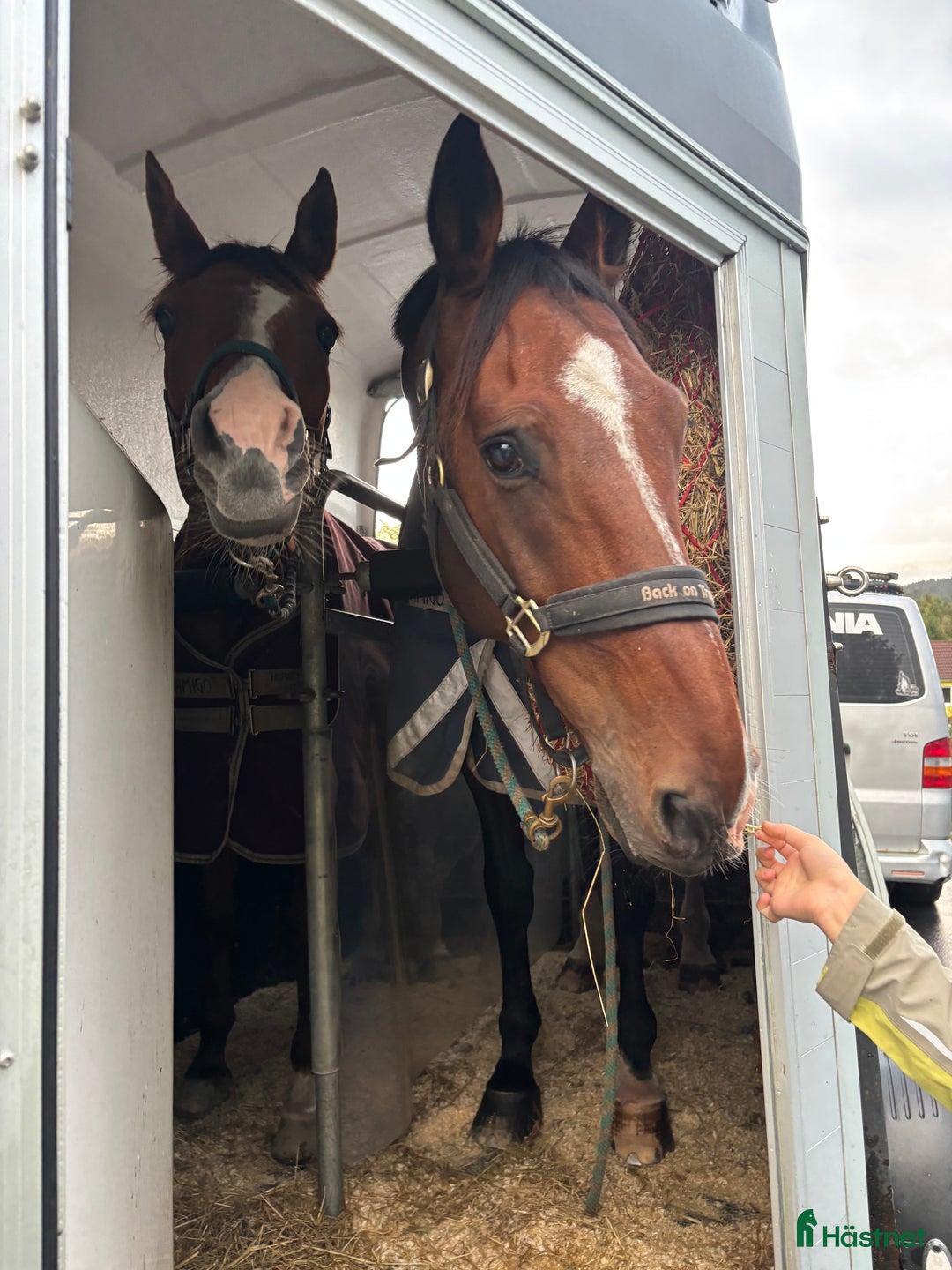Hoppning hästar till salu: Magisk sprang hest, junior/youngrider i Aksdal - Annons 7