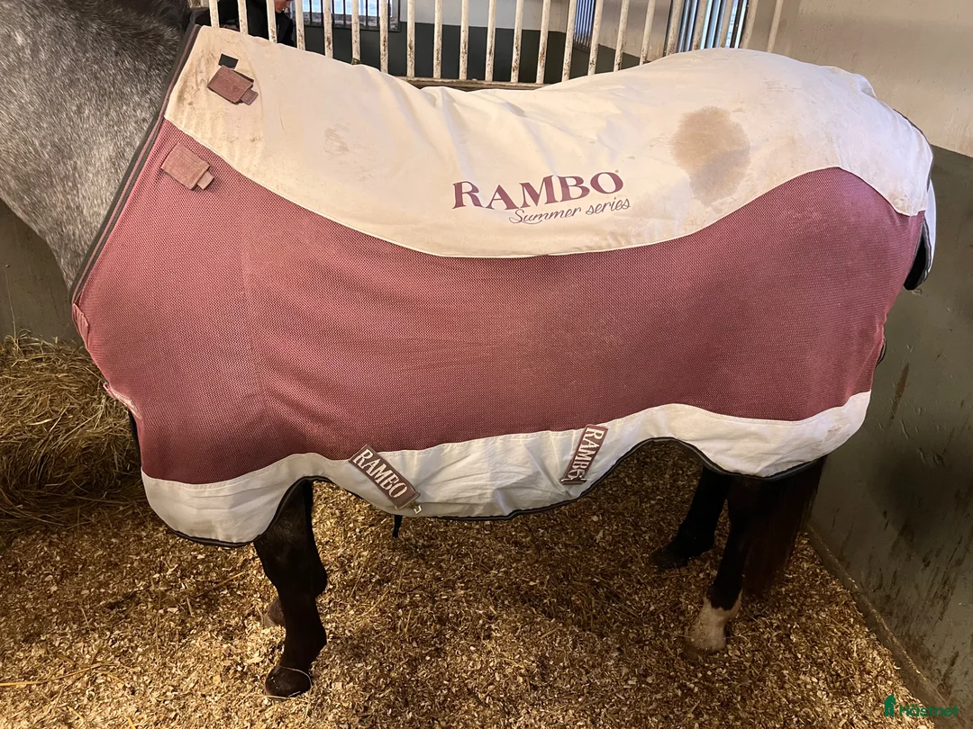 Täcken hästutrustning till salu: Rambo summer series - Annons 1