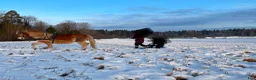 Allround hästar till salu: Jättetrevligt russ sto - Annons 2
