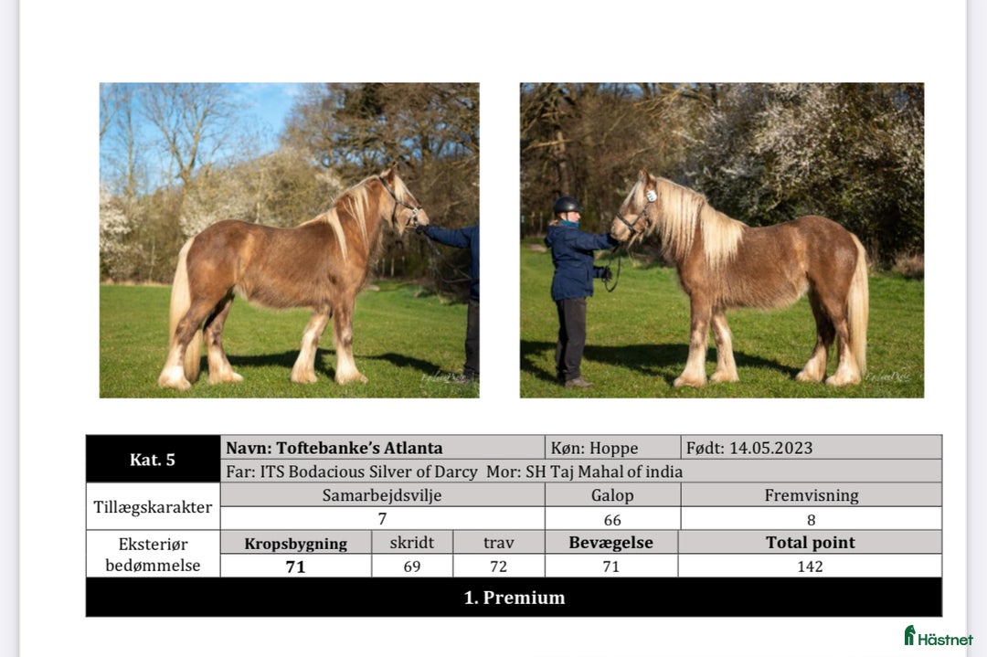 Allround hästar till salu: Tinker Silver hoppe - Annons 4