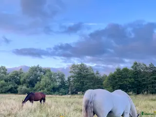 stallplats finnes: Plats på lösdrift i Kungsängen i Kungsängen - Annons 2