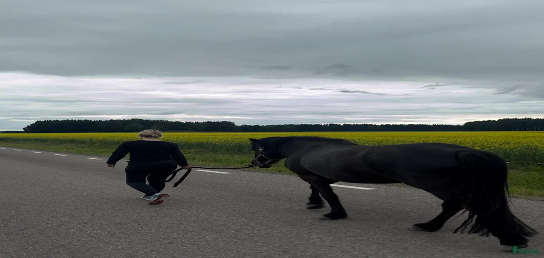 Galleribild {{count}}