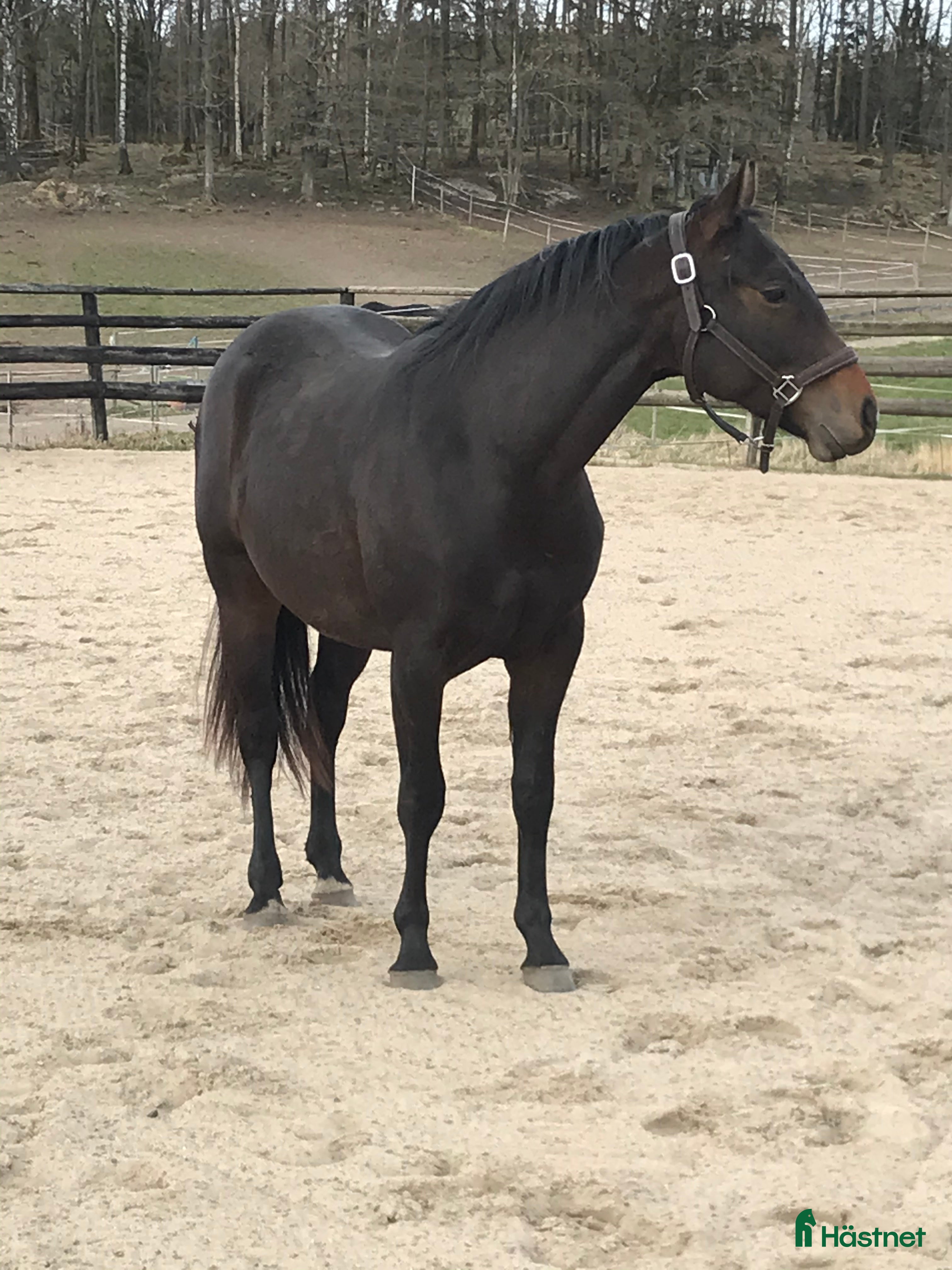  hästar Quartervalack - Annons 15