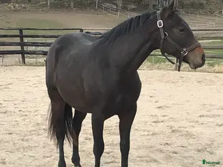 hästar Quartervalack - Annons 15