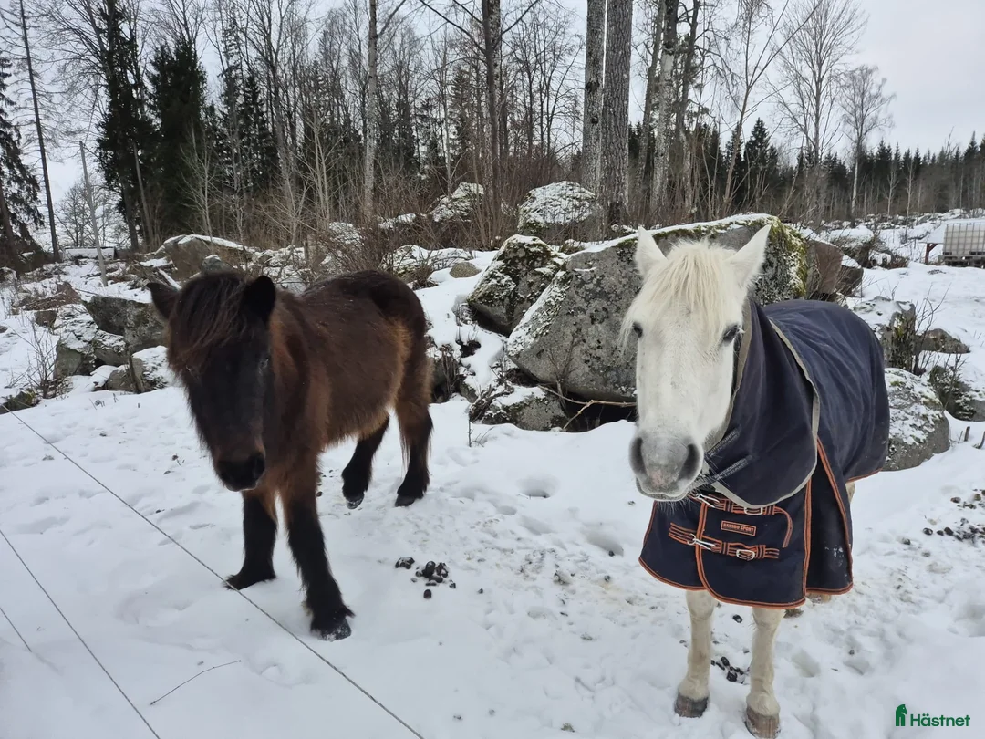  foderhäst finnes: Fordervärdar/medryttare sökes i Almunge - Annons 4